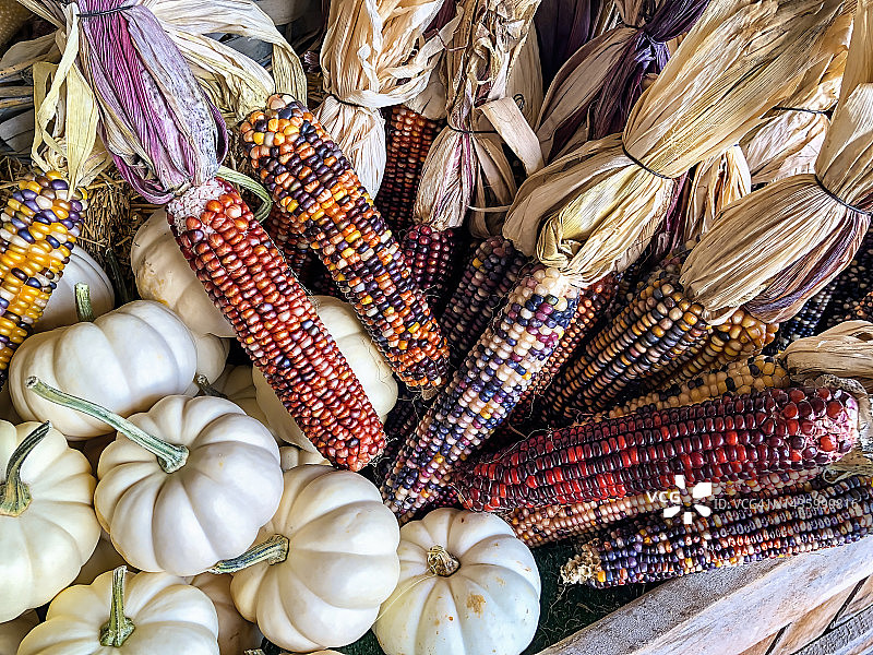 玉米和万圣节南瓜图片素材
