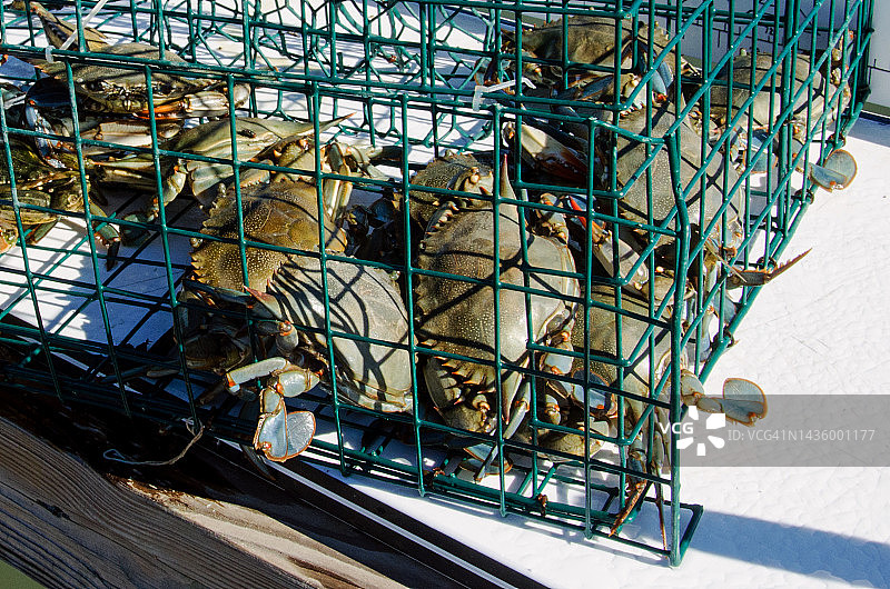 蓝色螃蟹丰收图片素材