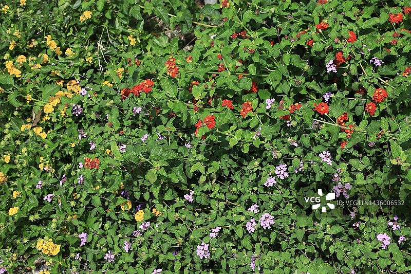 五颜六色的野花图片素材