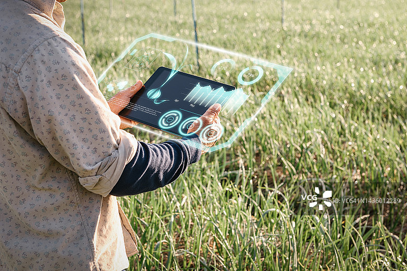 男人使用数字平板电脑和虚拟现实人工智能（AI）分析大蒜农业田中患病植物。技术智能农业和创新农业概念图片素材