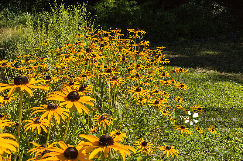 金光菊，黑眼苏珊花，夏季雏菊植物图片素材