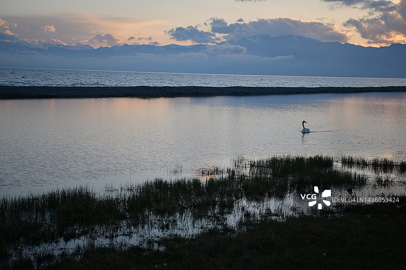 中国新疆赛里木湖的天鹅图片素材