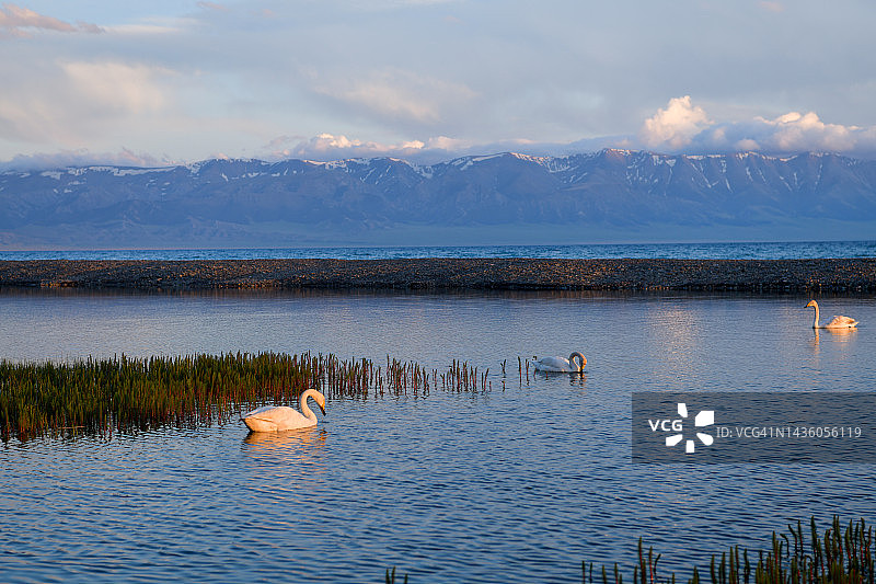 中国新疆赛里木湖的天鹅图片素材