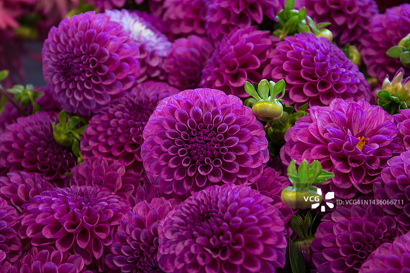 粉红色的花朵图片素材