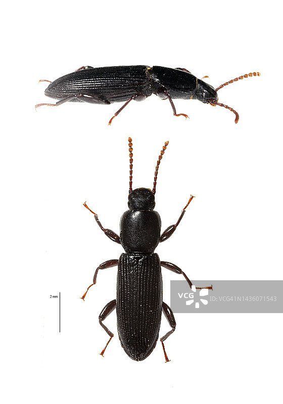 深色甲虫图片素材