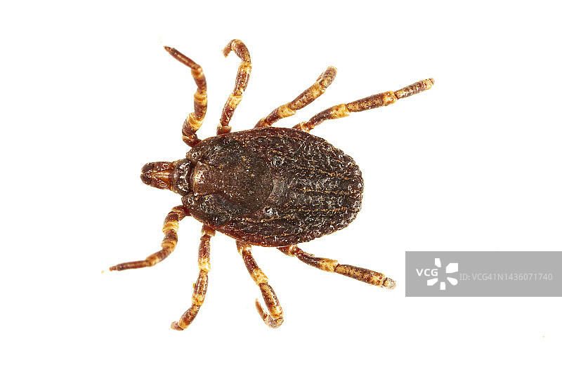 蜱虫图片素材