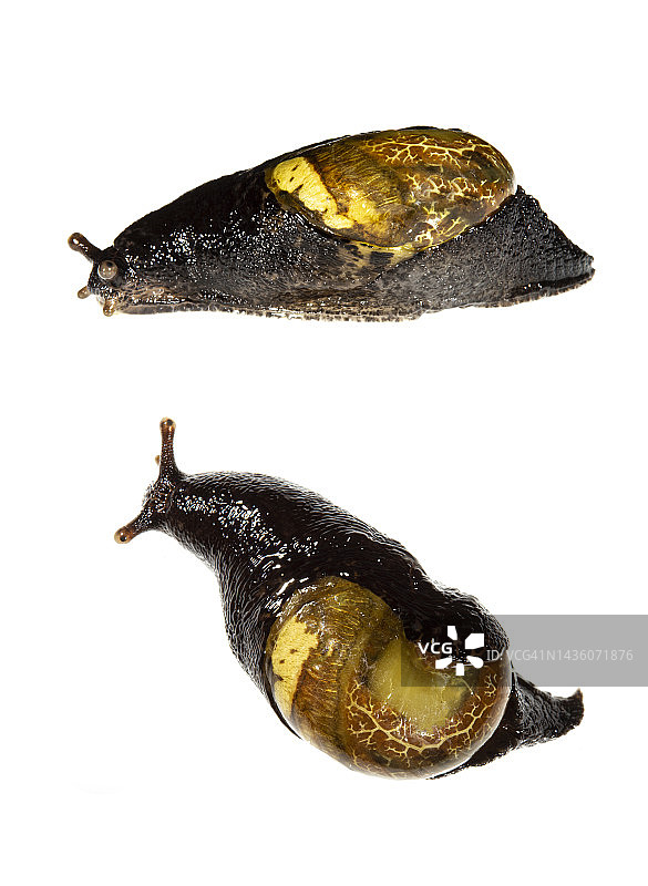 陆地蜗牛图片素材