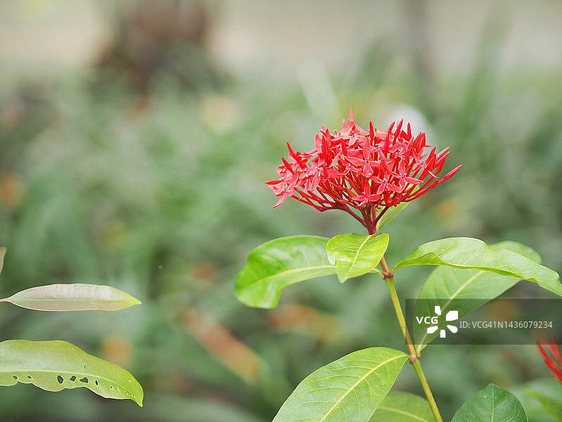 红色龙船花在绿色树丛中绽放图片素材
