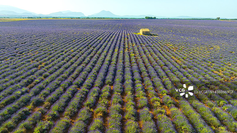 法国薰衣草田是最受欢迎的旅游景点，周围是位于高原之上的稻田，还有11世纪的圣布莱斯教堂。图片素材