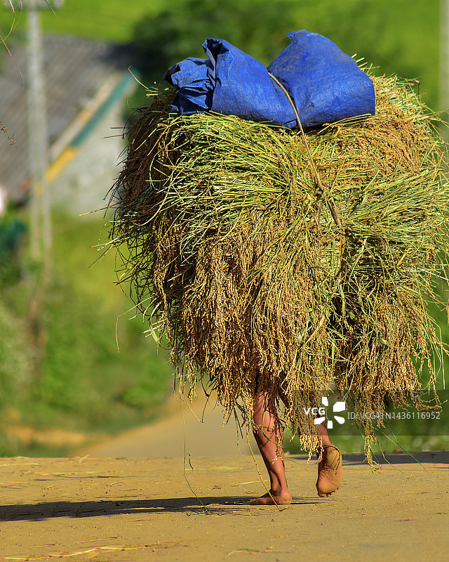 越南成熟稻田风光图片素材