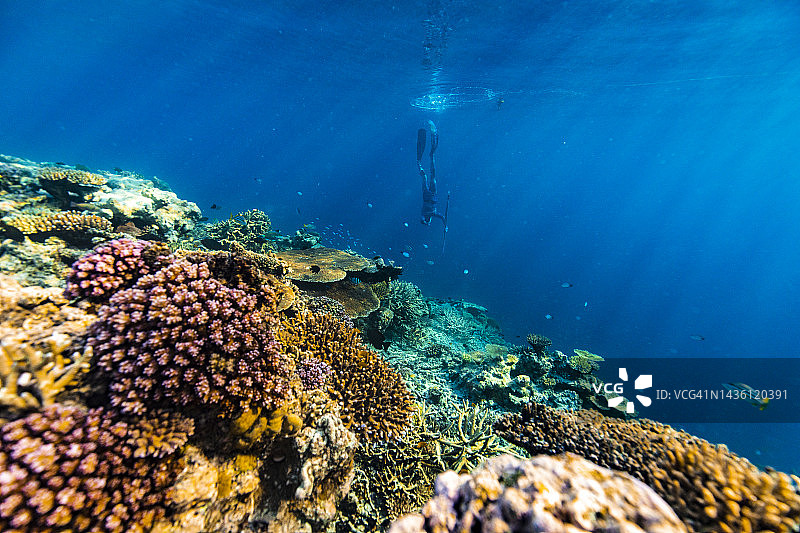 色彩鲜艳的珊瑚花园与持矛渔民图片素材