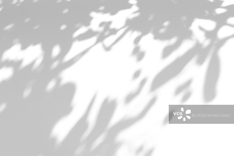 白色墙壁上带有树叶的细树枝阴影特写图片素材