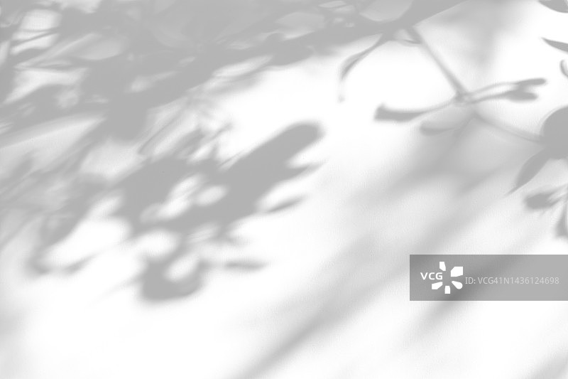 白色墙壁上带有树叶的细树枝阴影特写图片素材