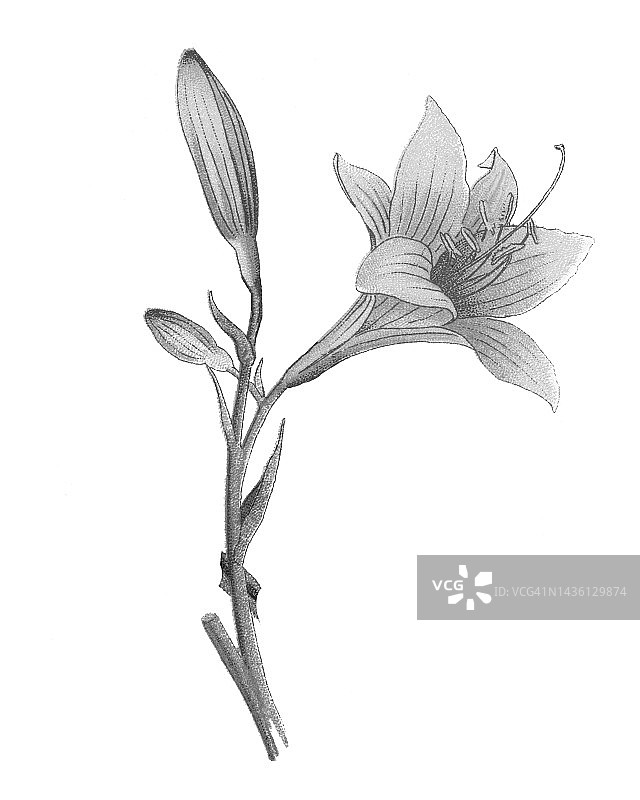 植物学：柠檬萱草老式彩色石印插图图片素材