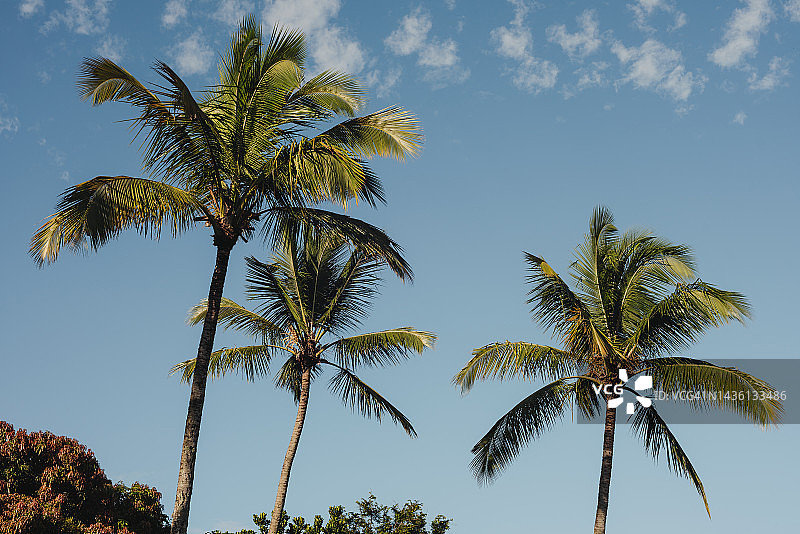 蓝天背景下的三棵椰子树图片素材