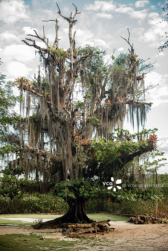 绿叶下的孤独老树图片素材