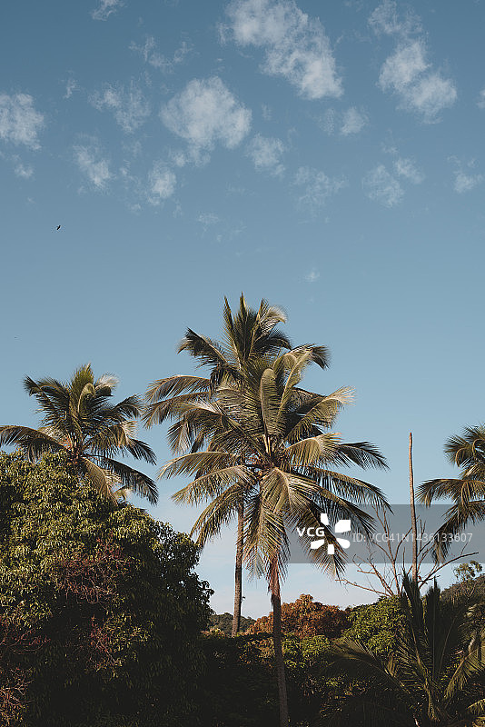 阳光明媚的夏日海滩椰子树图片素材