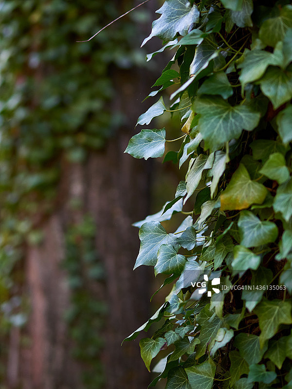 树干上的毒葛叶图片素材