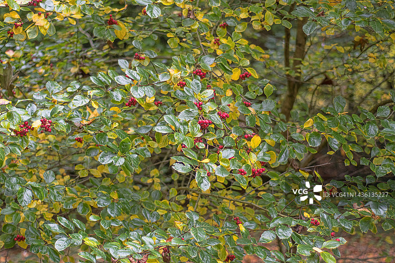 阔叶栒子树图片素材