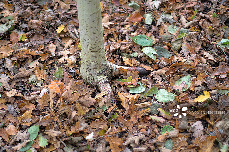 喜马拉雅桦树图片素材