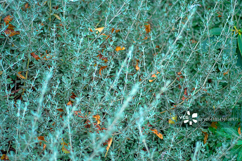 芸香叶蒿植物图片素材