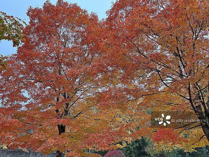 2022年秋季在纽约州威斯特切斯特县沉睡谷拍摄的树叶照片，拍摄于2022年10月23日星期日。图片素材