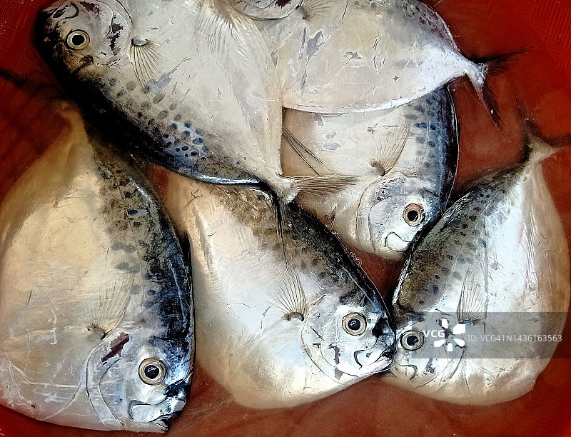 新鲜鲳鱼特写图片素材