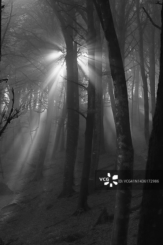 阳光穿过薄雾黎明时分的山毛榉森林图片素材