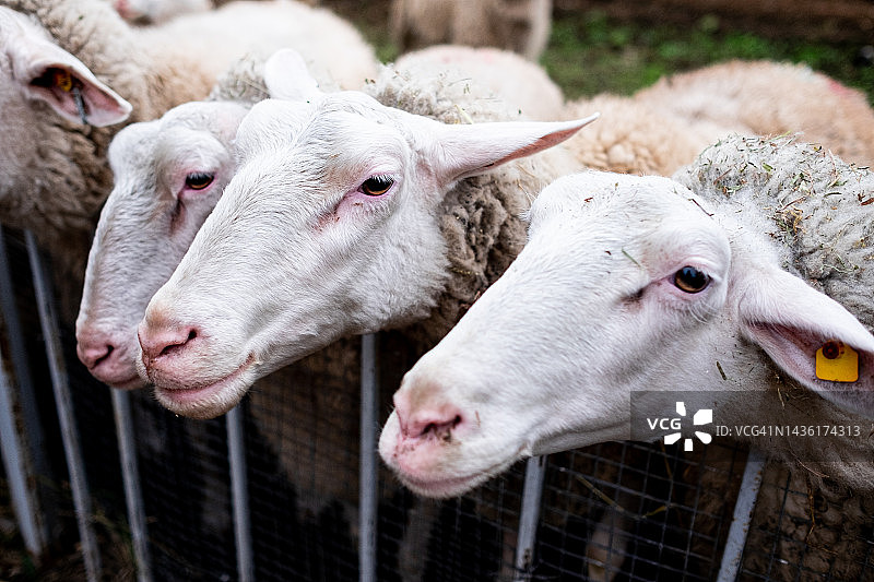 农场上的羊群，选择性聚焦图片素材