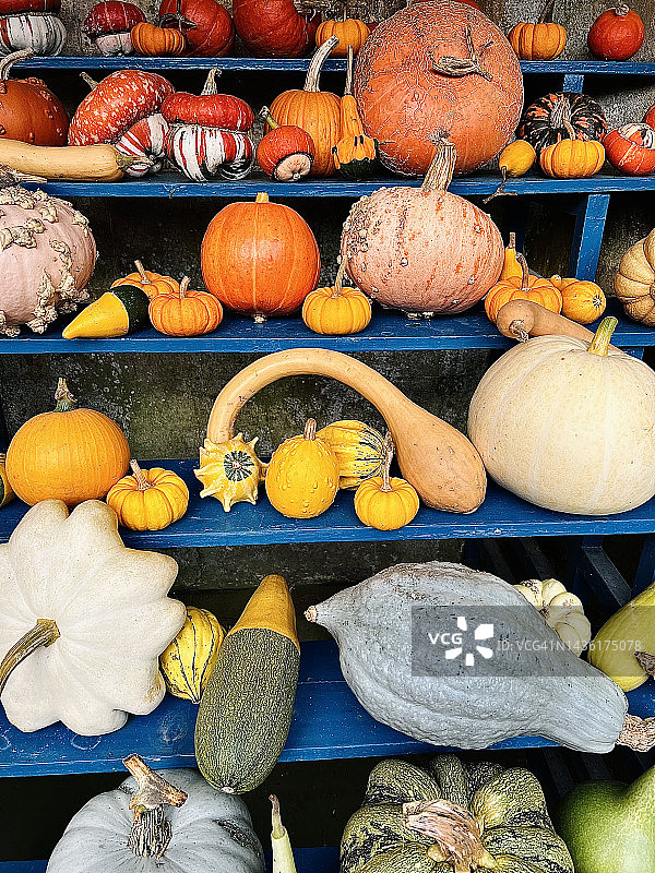 特写镜头下的弯颈南瓜图片素材