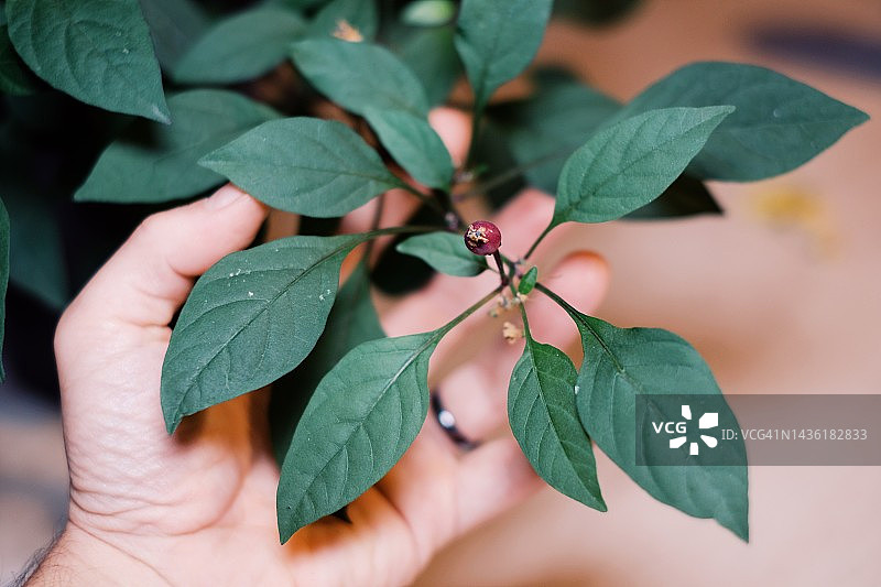 家庭种植农产品图片素材