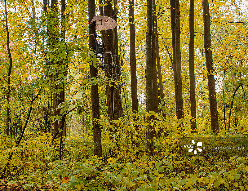 秋季的白尾鹿狩猎场所图片素材