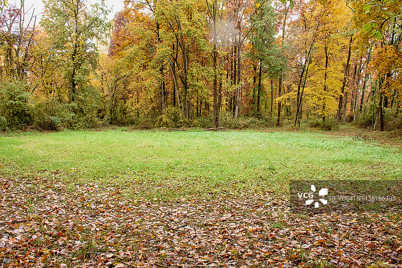 为白尾鹿种植的食物地块图片素材