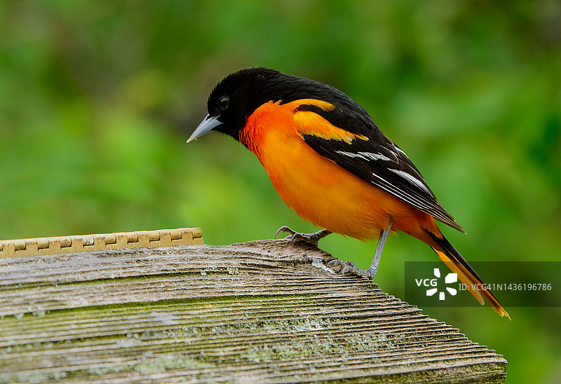 巴尔的摩金莺图片素材