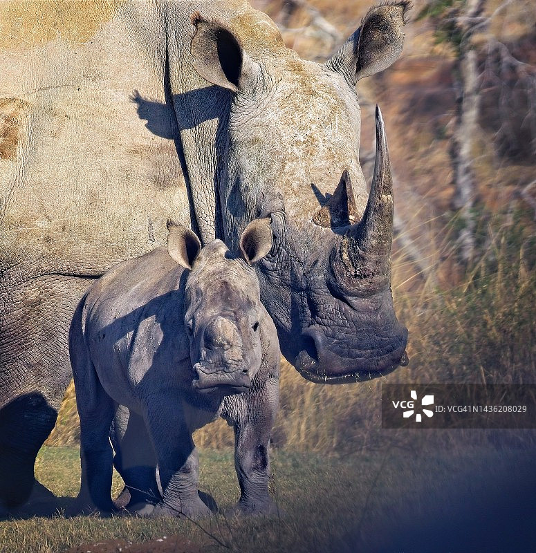 白犀牛与幼崽图片素材