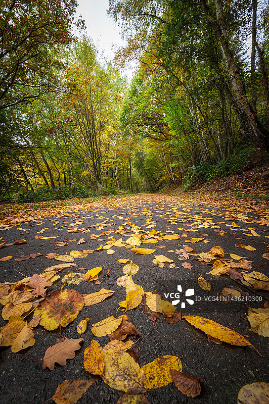 森林中的秋叶仰视图片素材