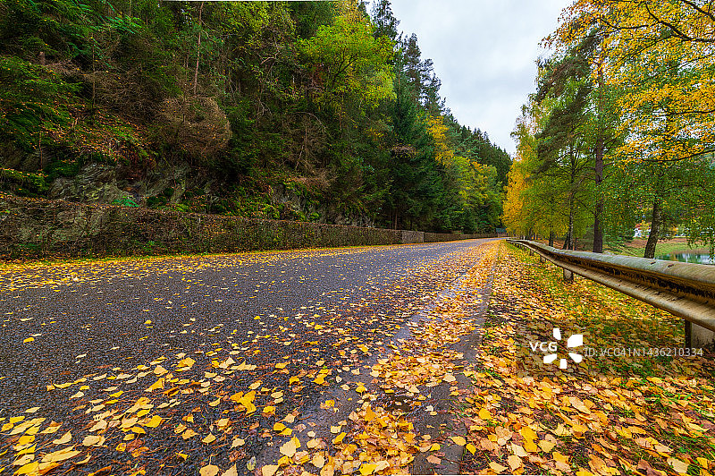 道路上秋叶的仰视角度图片素材