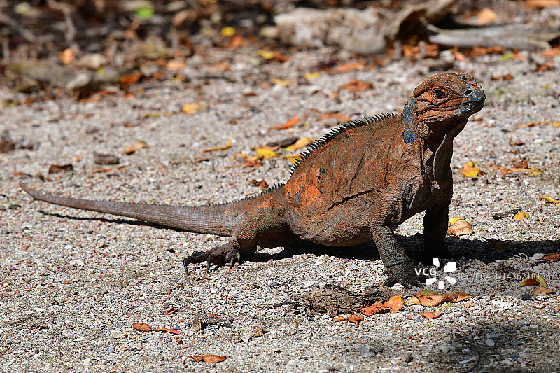 犀牛鬣蜥图片素材