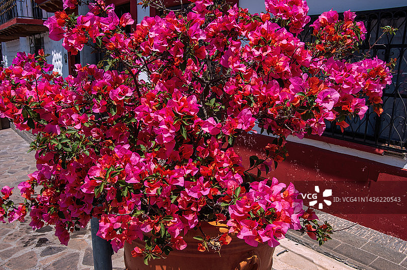 赤陶盆中盛开的洋红色九重葛图片素材