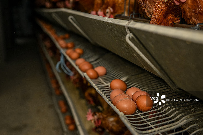 养鸡场鸡蛋图片素材