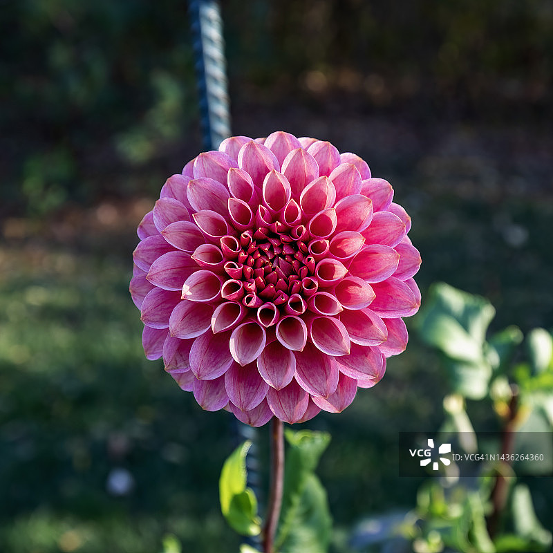 黛西·杜克大丽花图片素材