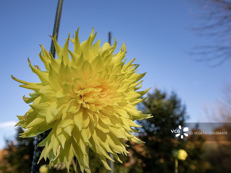 黄色的大丽图片素材