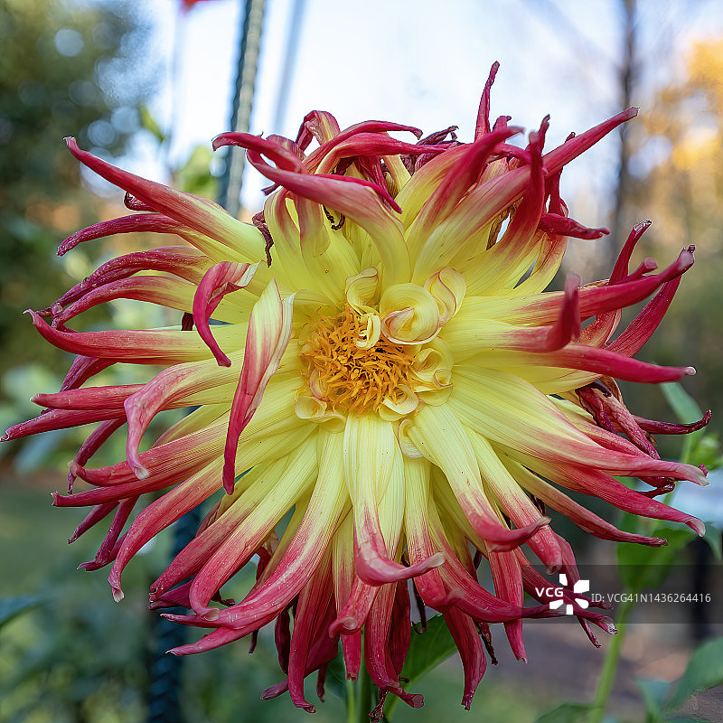 仙人掌大丽花图片素材