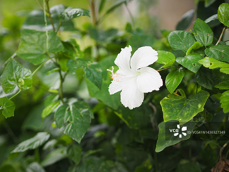 鞋花，美丽的白色花朵在花园中生长，在模糊的自然背景下绽放，扶桑花，锦葵科图片素材
