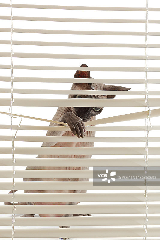 猫咪透过百叶窗看图片素材