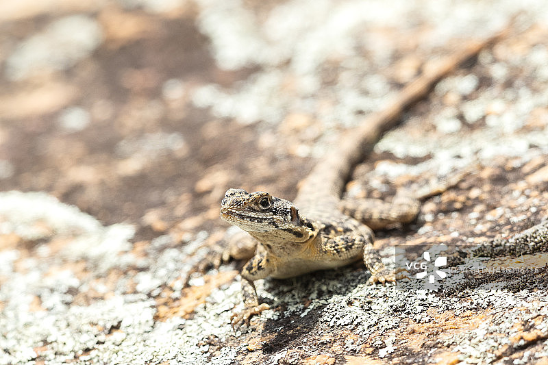 华丽的裂缝龙图片素材