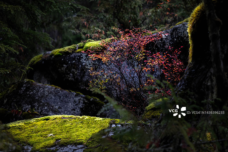 雷尼尔山秋色图片素材