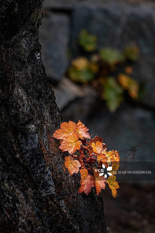 雷尼尔山秋色图片素材