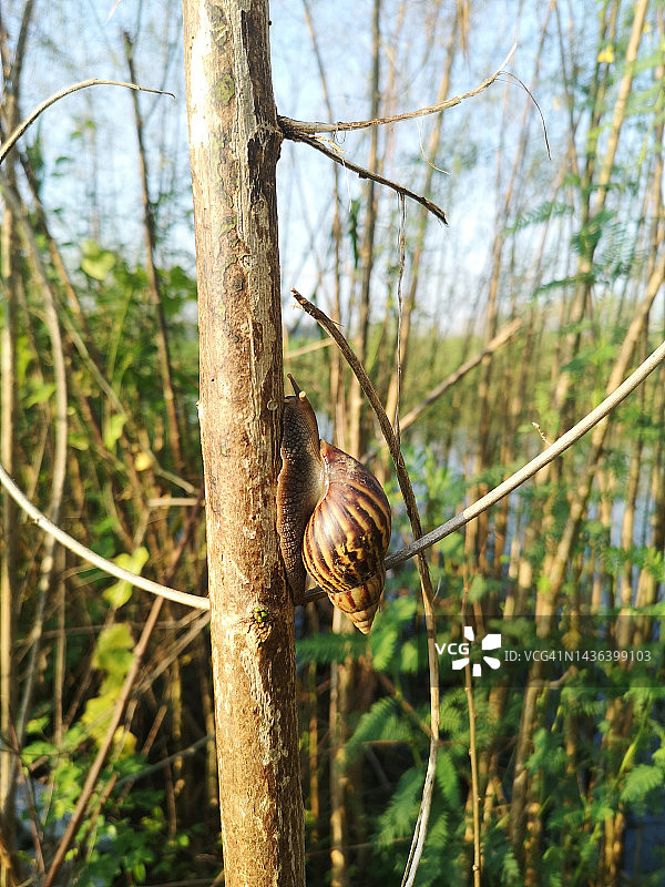 栖息在树上的蜗牛图片素材