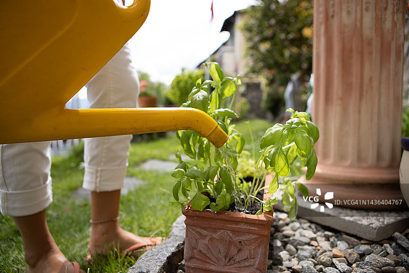 女人浇灌盆栽图片素材